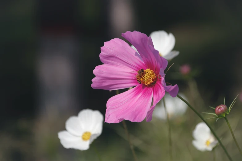 pink and white flowers are growing together in the garden