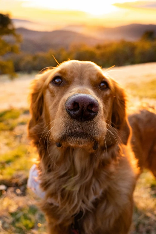 a dog is sitting in the grass near a hill