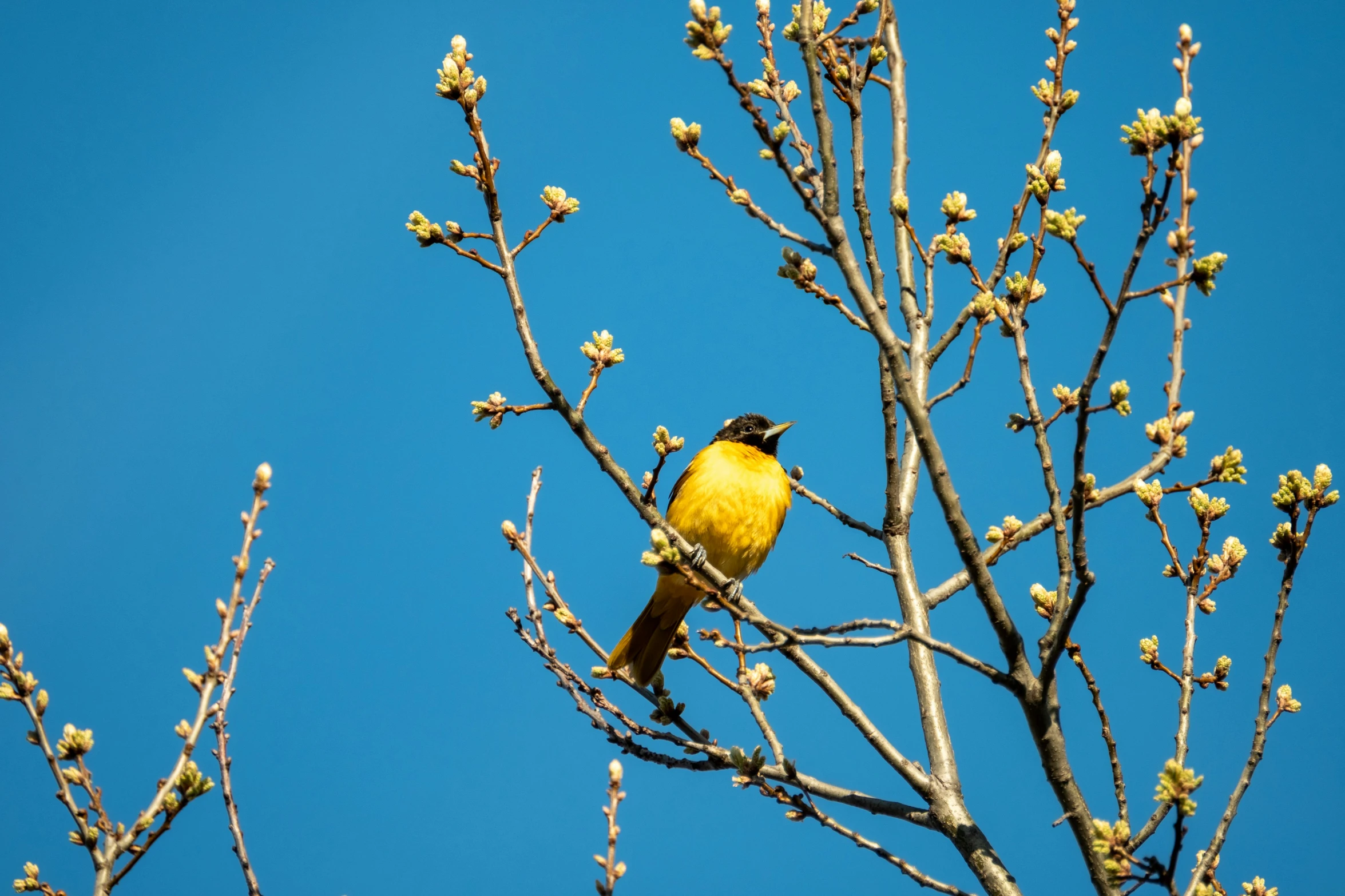 a yellow bird sitting on top of a tree nch