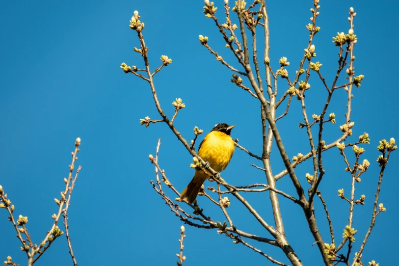 a yellow bird sitting on top of a tree nch
