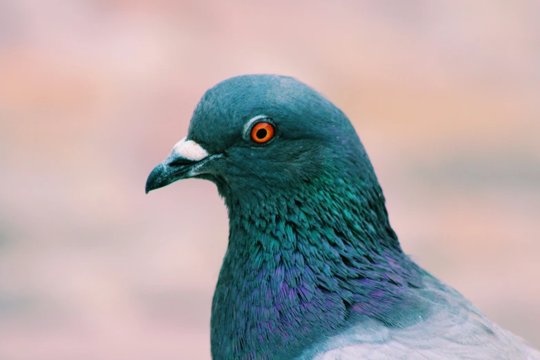 this is a pigeon with a blue body and a grey back