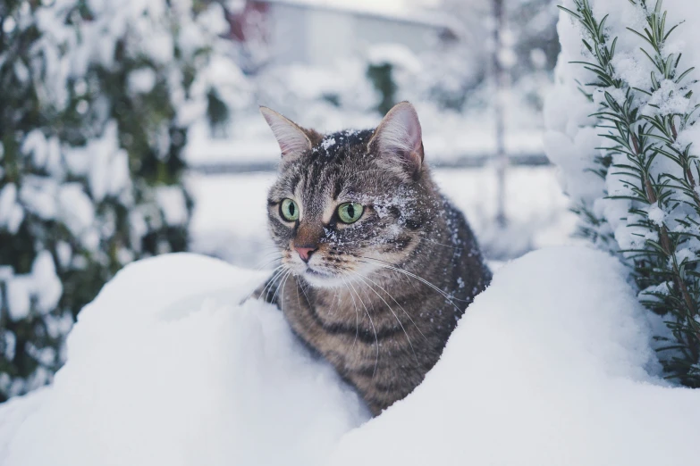 a tabby cat looking out the window from the snow