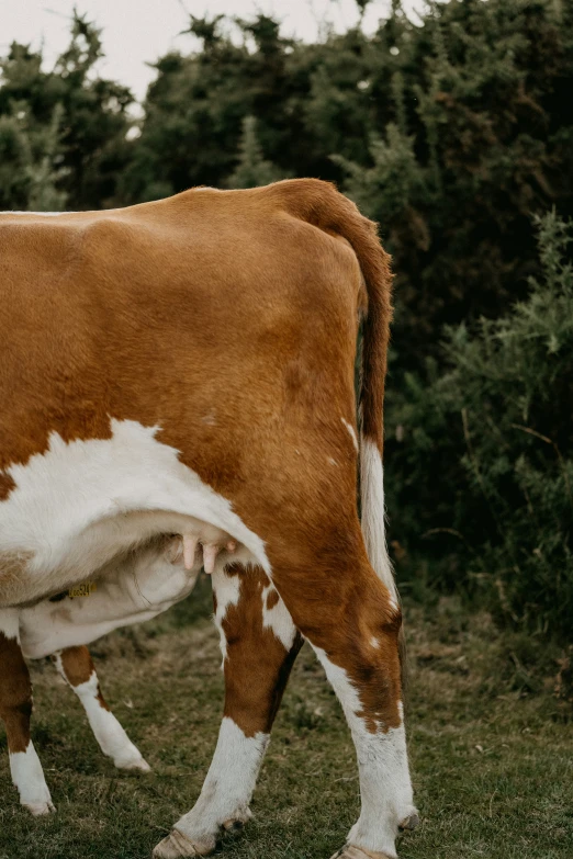 a brown and white cow standing in the grass near bushes