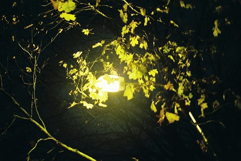 a streetlight in the middle of the night in a leafy forest