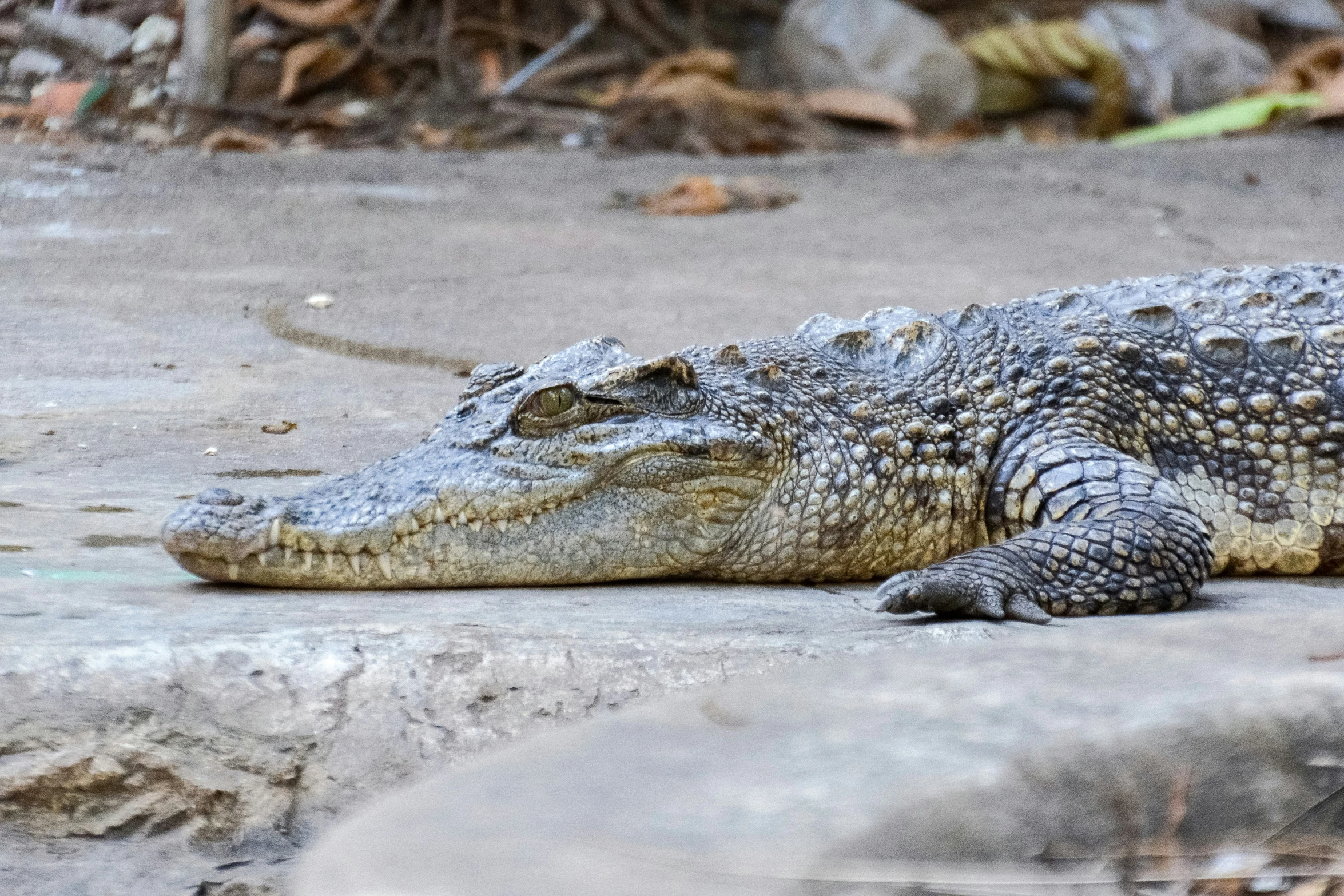 an alligator lying on a concrete surface in the rain