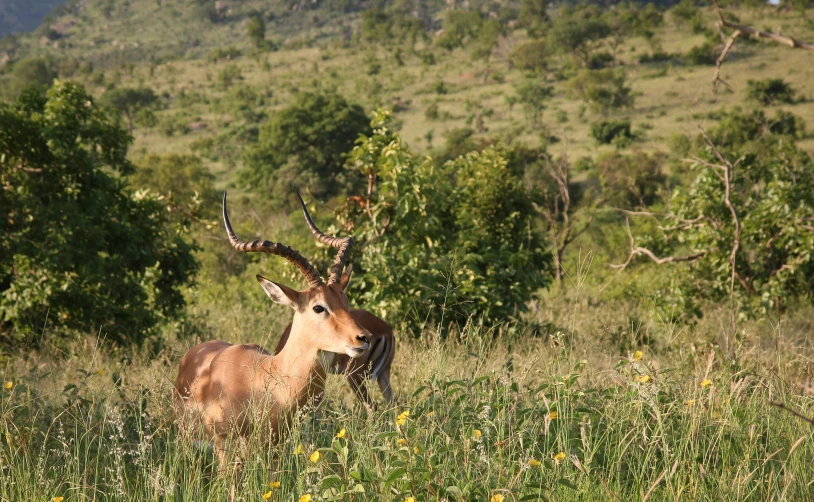 a deer standing in a field next to trees