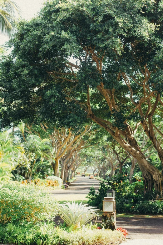 a path that is lined with lots of trees