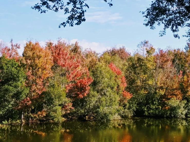 trees in autumn have red and yellow leaves