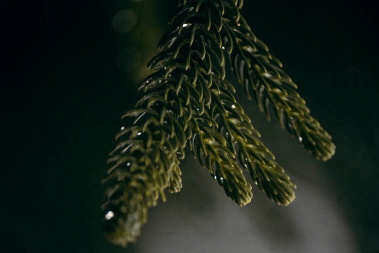 closeup of the top of a pine tree