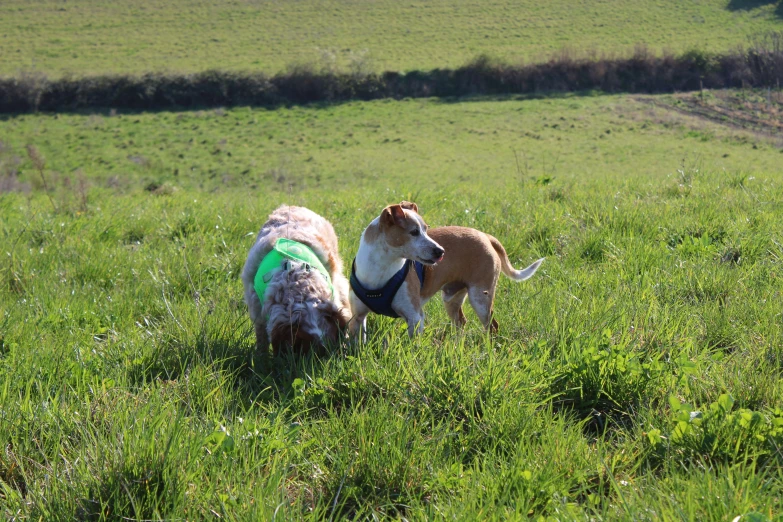 two dogs playing in the middle of a field