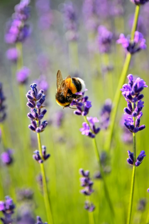 the bee is flying close to the lavender flowers