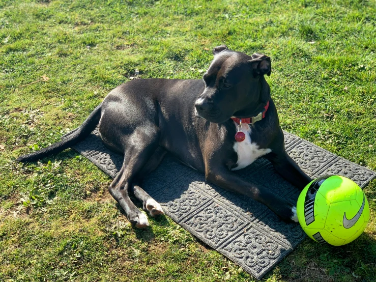 a black and white dog laying on its back in the grass with a ball