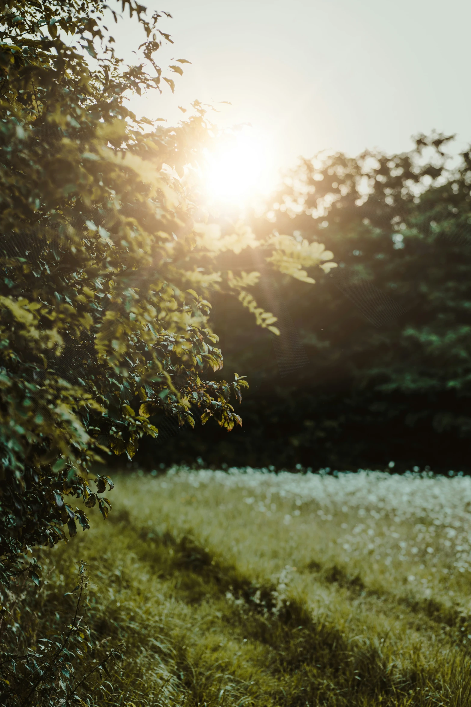 the sun shines brightly through a bush