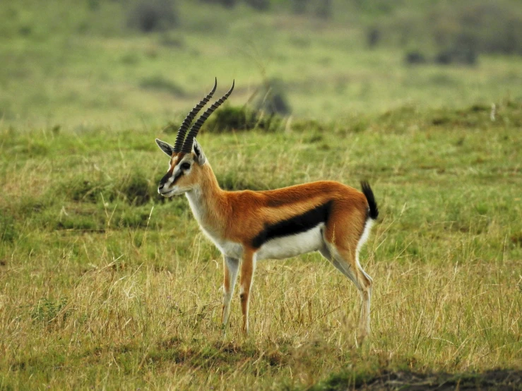 a gazelle with large horns standing in a grassy field