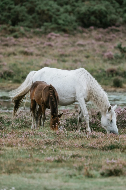 two white horses grazing and grazing in the field