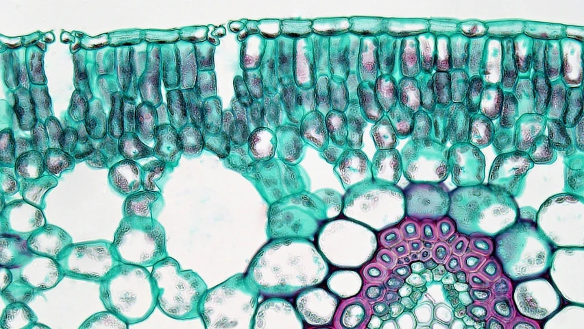 a close up view of a cross section of some material