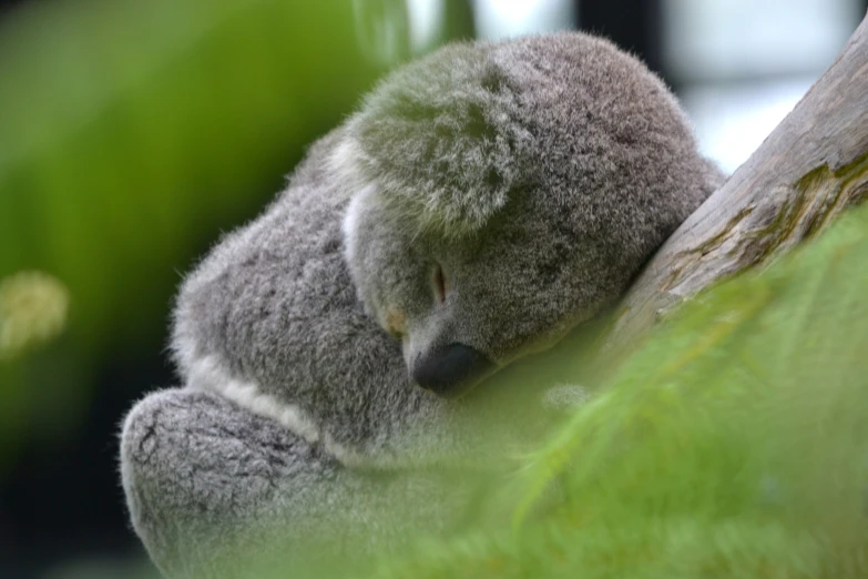 a small koala sleeping on top of a tree nch