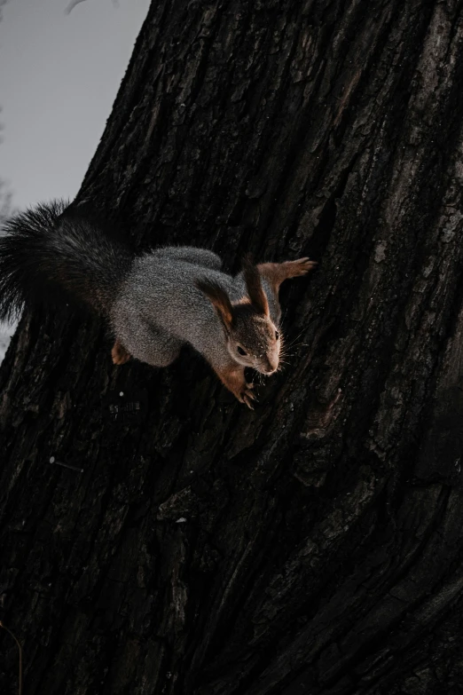 an animal on top of a tree trunk