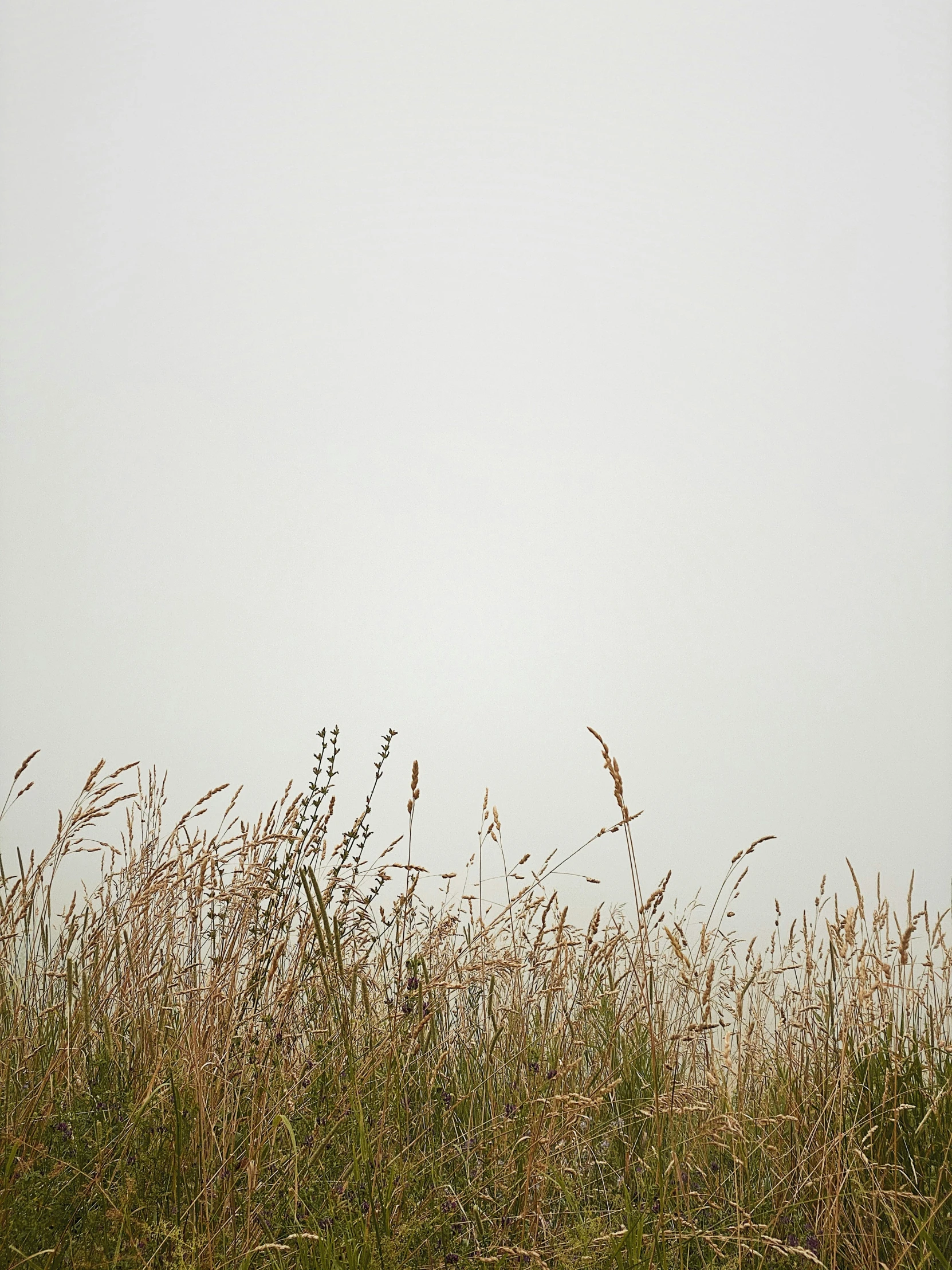 a field is shown with some long grass in the foreground