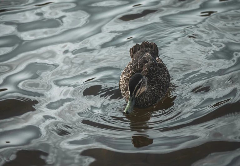 a duck swimming through the water with its beak on the back of it