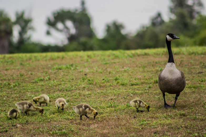 mother duck walking with her ducklings on a grassy meadow