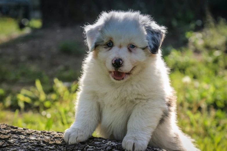 a puppy that is sitting down on a log