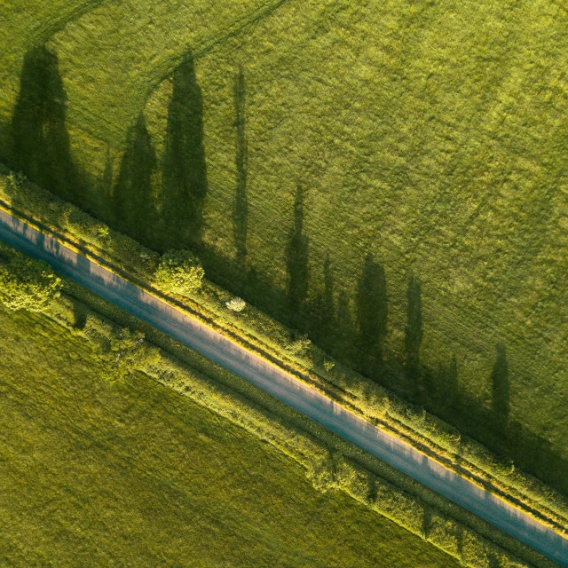 shadows of trees cast on grass and dirt