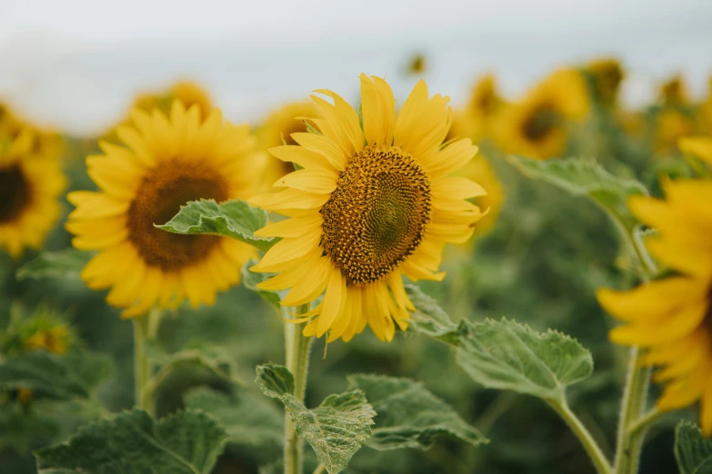 the sunflowers are growing very tall in this field