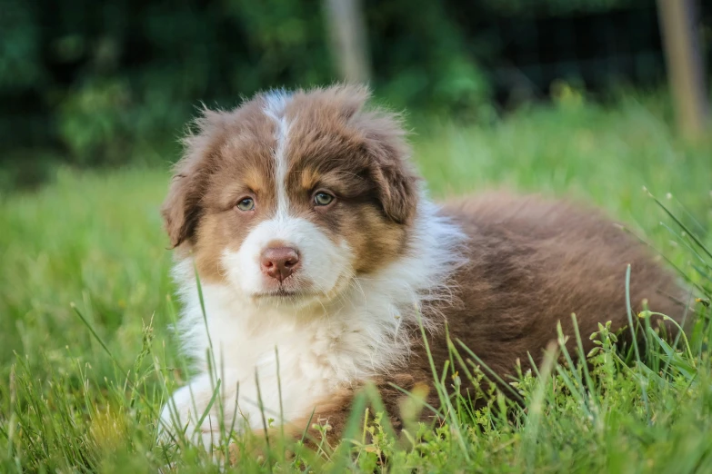 a small white and brown puppy sits in the grass
