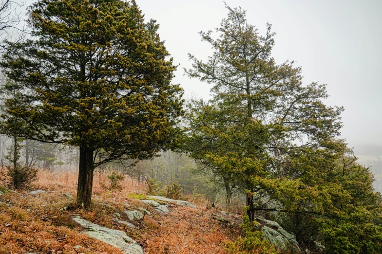 the view from an overlook of trees and hills