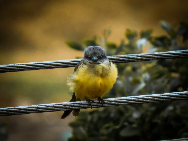 a little bird sitting on top of a rope
