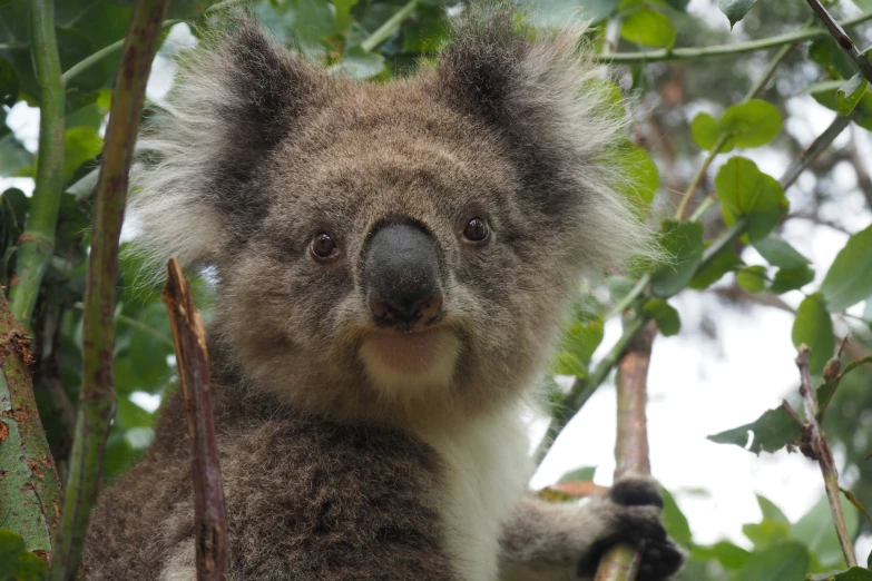 a koala bear in a tree is looking back with a curious look on its face