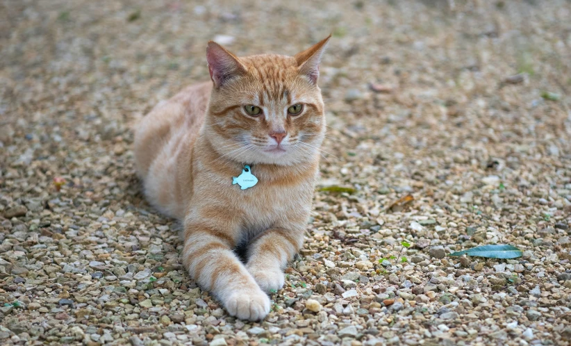an orange cat laying on the ground next to rocks