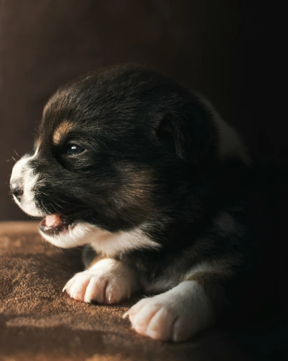 an adorable black and white puppy yawning