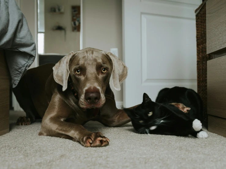 a dog with a cat on the floor looking at it