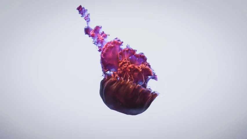 this is an image of a pink and purple jelly