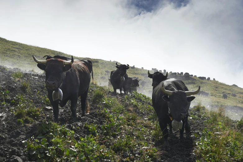 a group of cows walking across a grass covered hillside