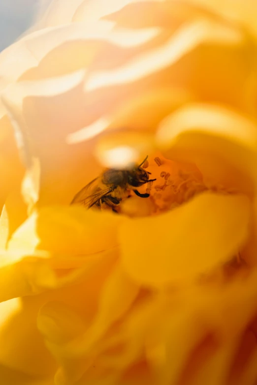 a bum sits inside the center of a yellow flower