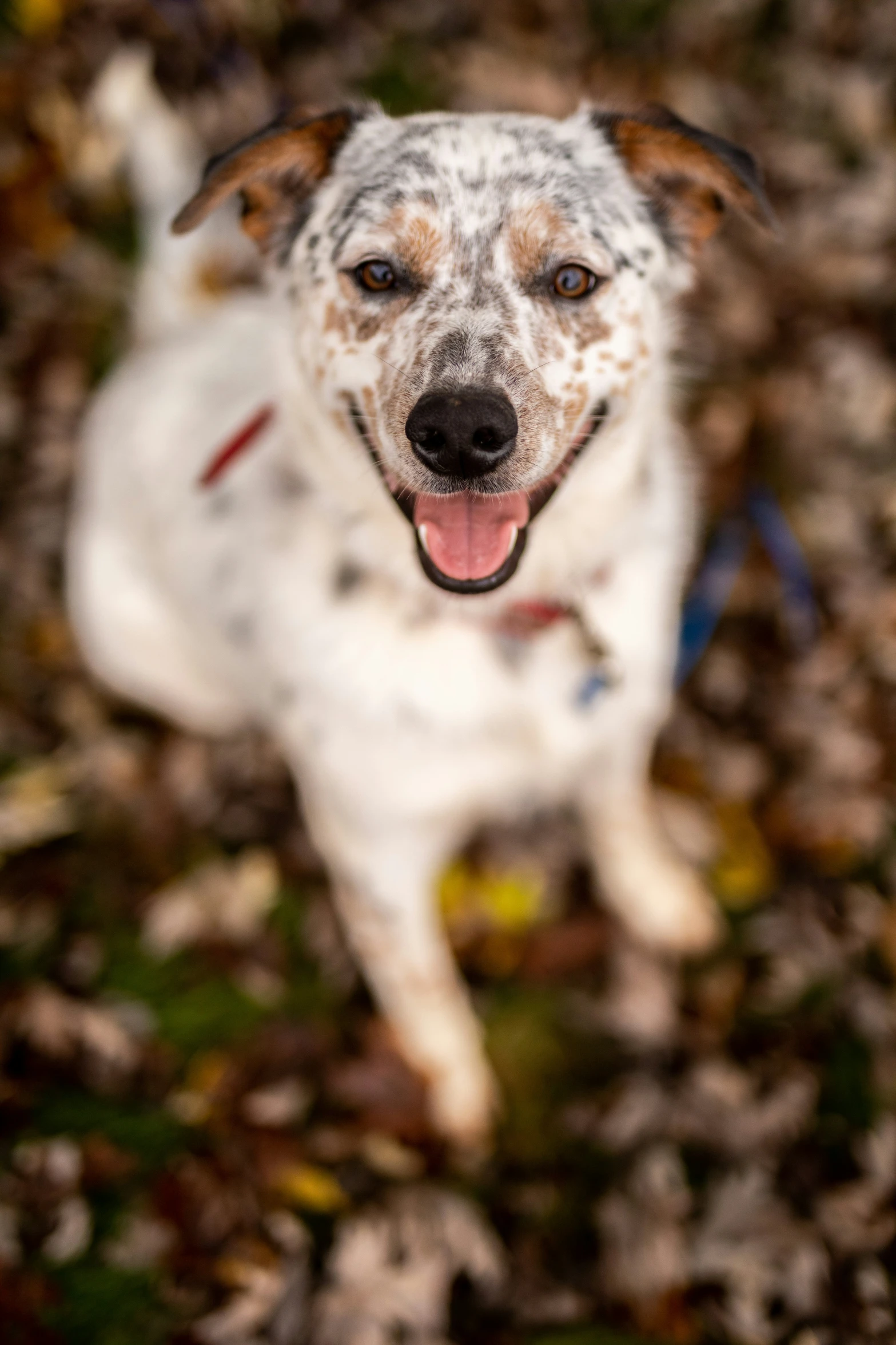 a spotted dog looking up while laying down on the ground