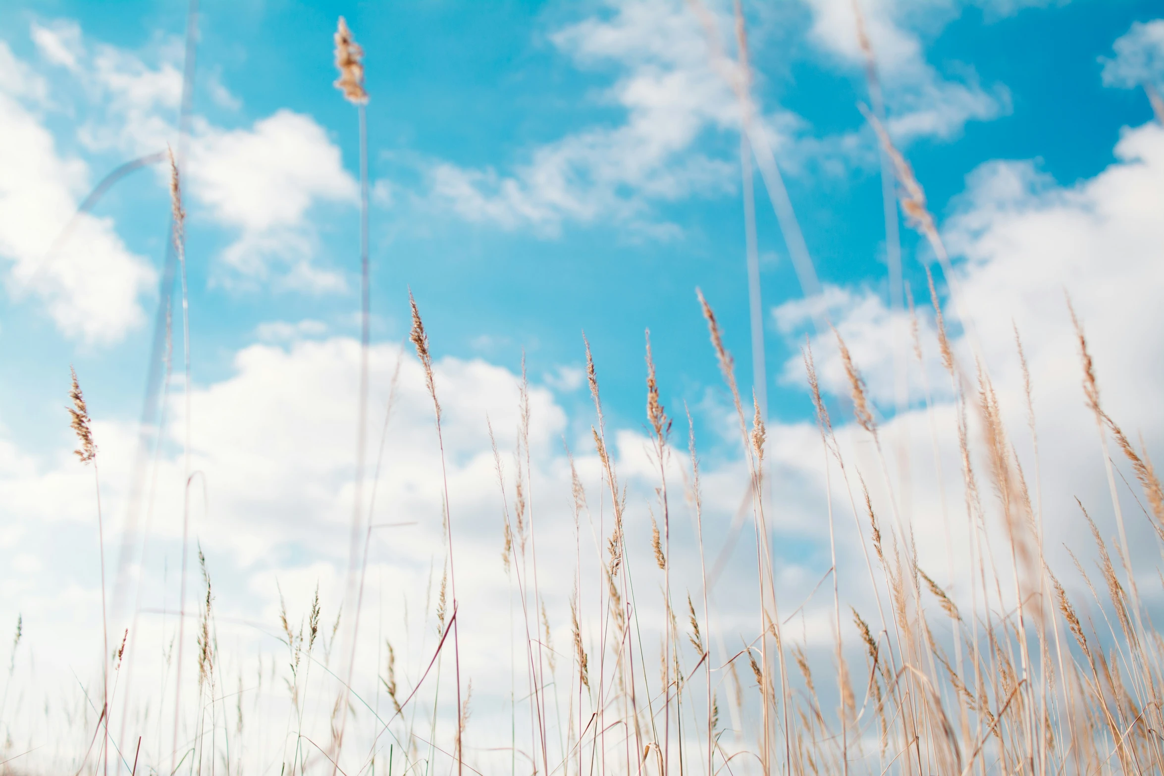 tall brown grass and clouds against the sky