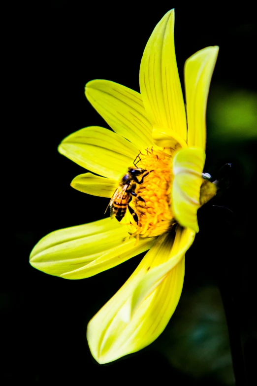 a flower is being observed with two bees