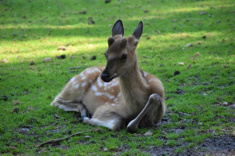 a small deer is sitting on some grass