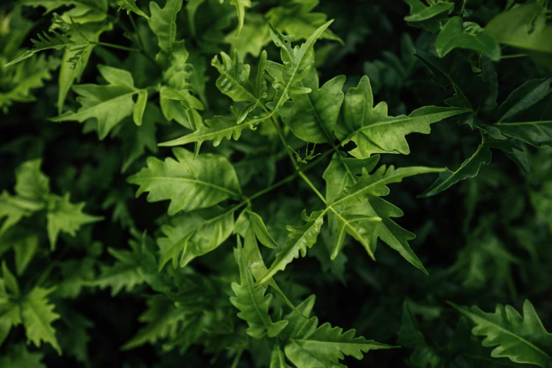 some leaves of a tree, a green background