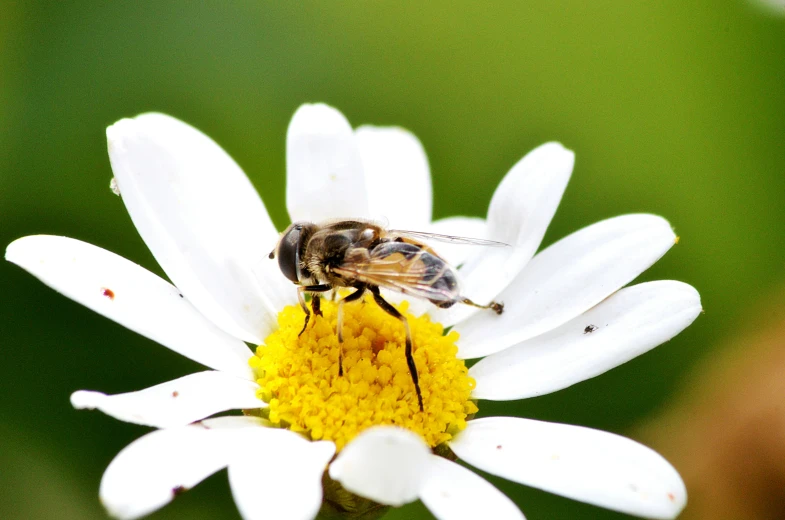 a bee resting on a white flower in the sun