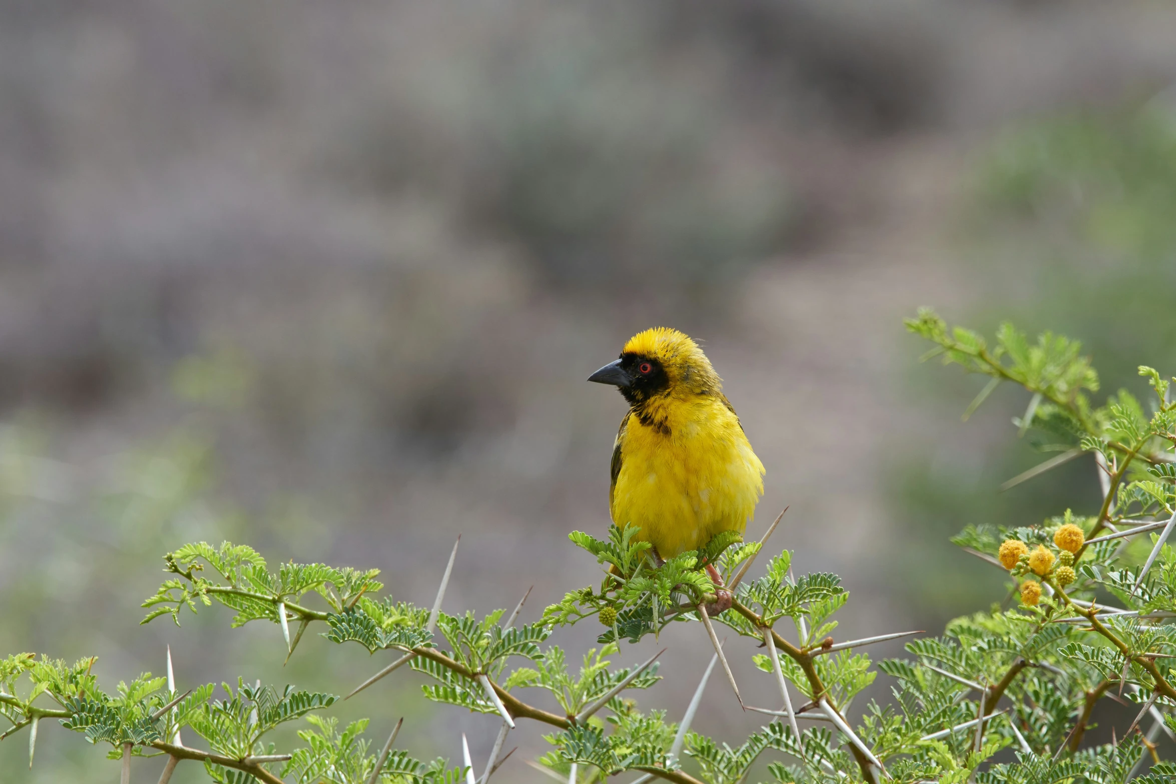 a yellow bird is sitting on a nch