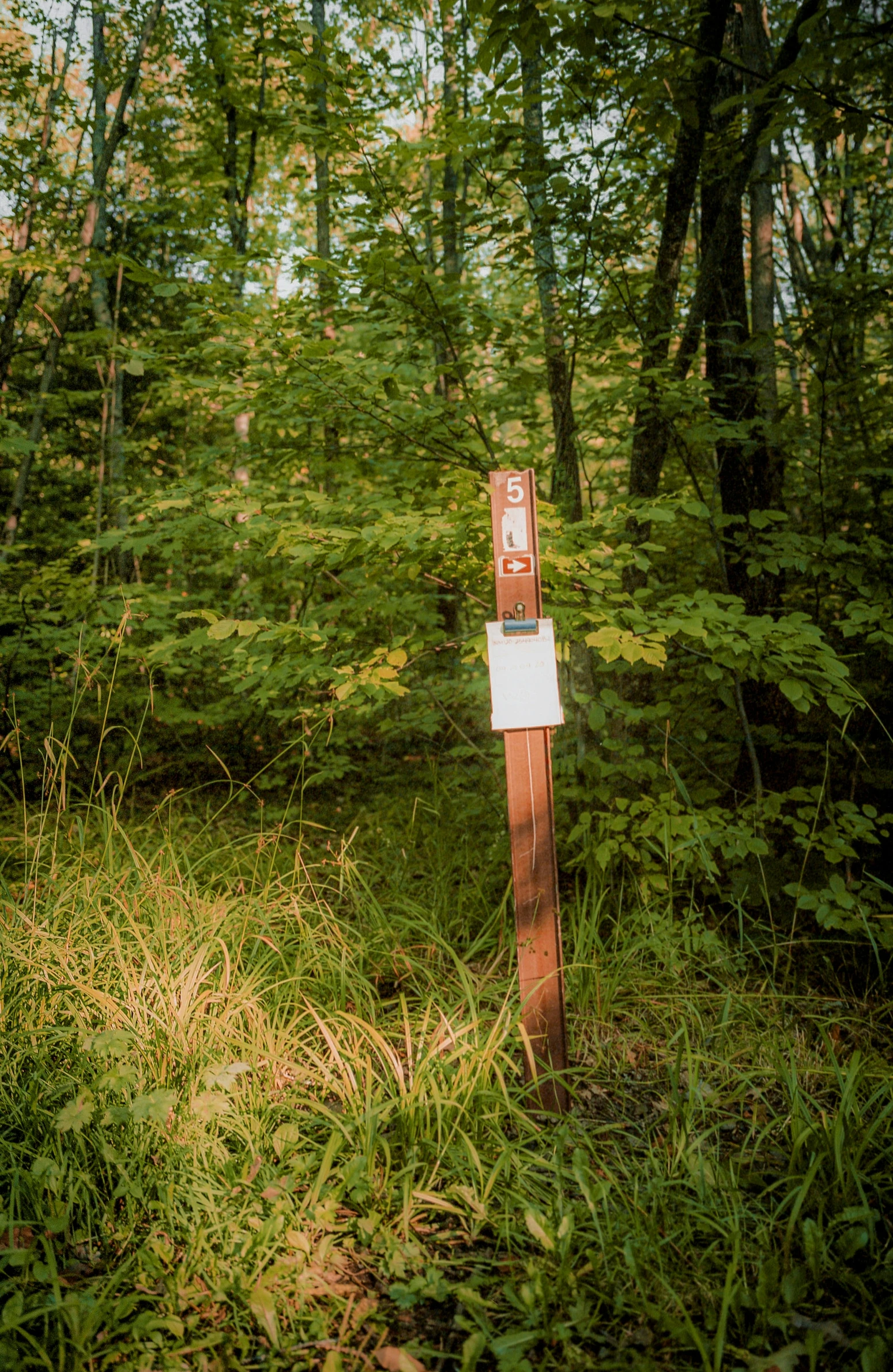 a sign sitting in the middle of the woods