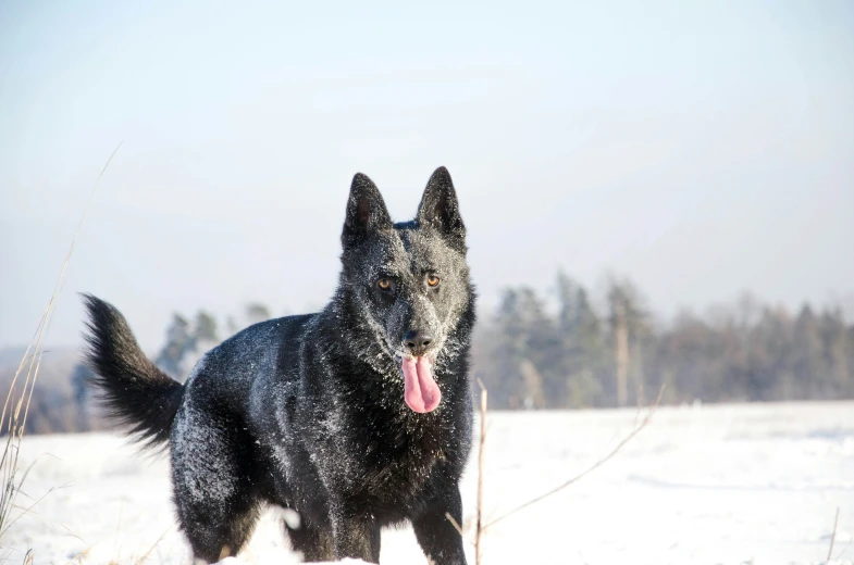 the dog looks at the pographer as it stands in a snowy field