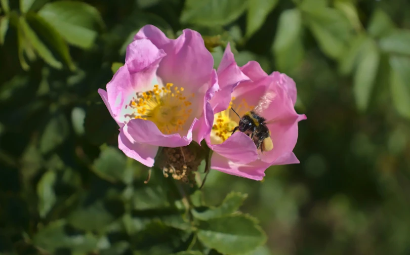 two pink flowers with a bug on them