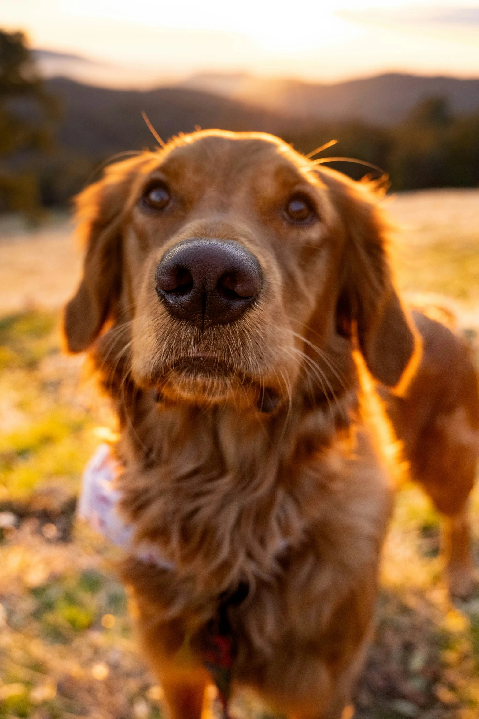 a small golden retriever is smiling for a picture