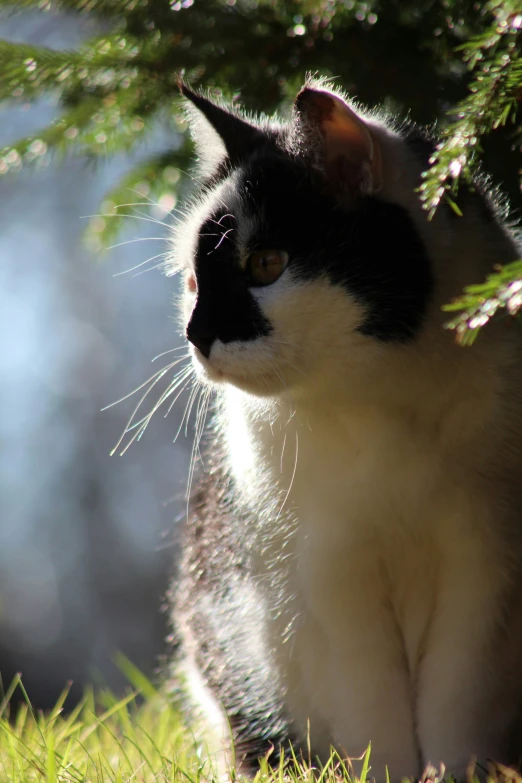 black and white cat standing in the grass with sunlight coming through the tree nches